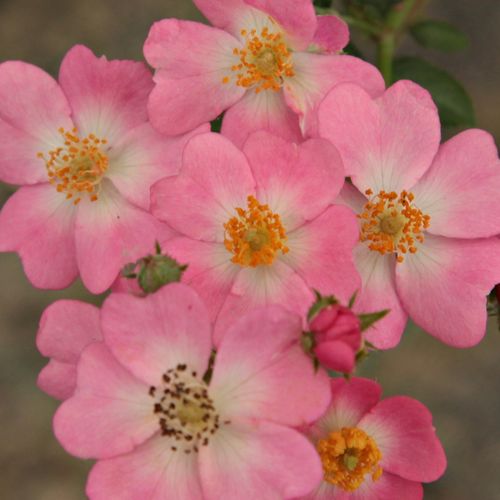 Rosa Budai Lina emléke - roze - Stamroos – Kleine bloemenhangende kroonvorm